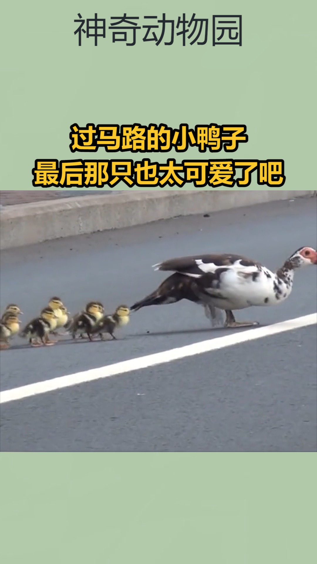 鸭子过马路图片