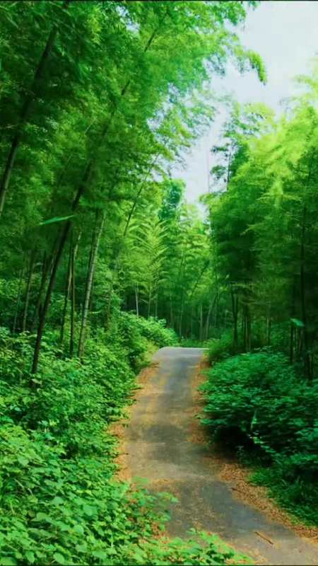 竹林深处寻清风,细雨绵绵惹意浓.翠竹静幽醉心梦,此身独恋天地情.