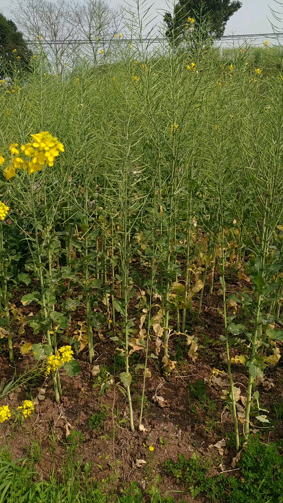 油菜花已经凋谢了.