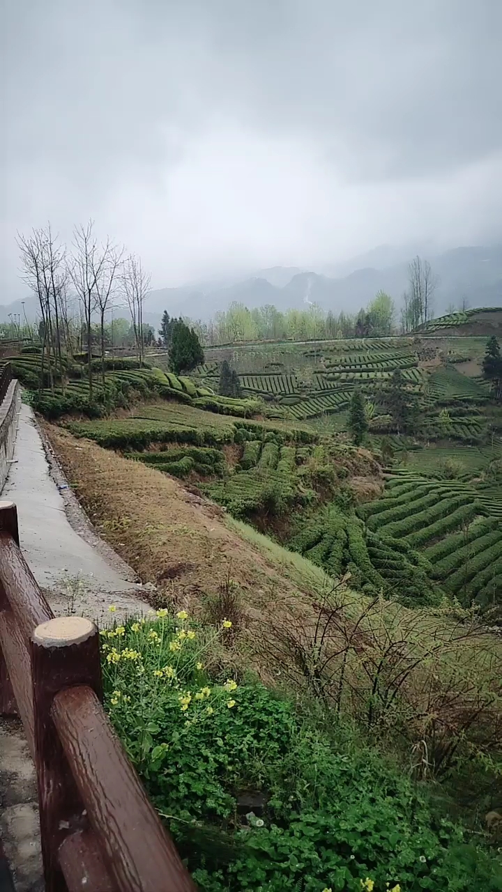 陕西汉中西乡的茶园