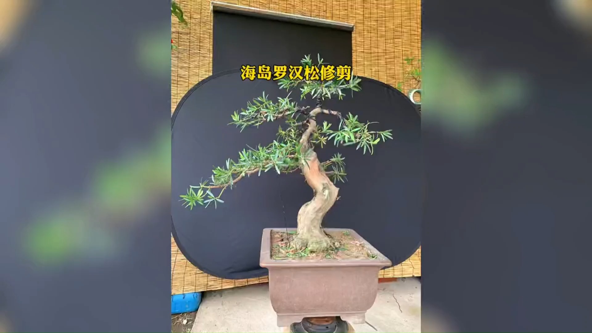 罗汉松怎样修剪才漂亮图片