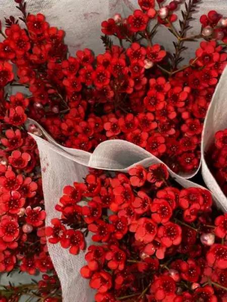 原产地很便宜的澳梅花市场上摆摊一天卖不了几份不如加个运费纸箱给您