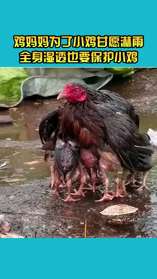 母鸡保护小鸡战斗图片