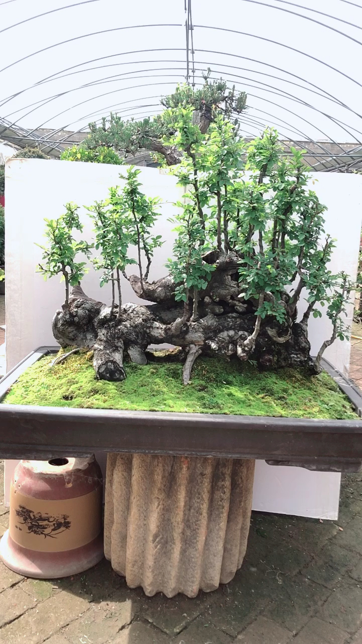 一本多杆丛林榔榆.养榆树的技巧