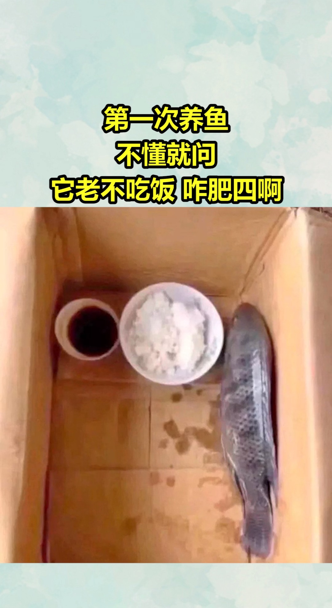 我要上热门#第一次养鱼,不懂就问!它老不吃饭,咋肥四啊?