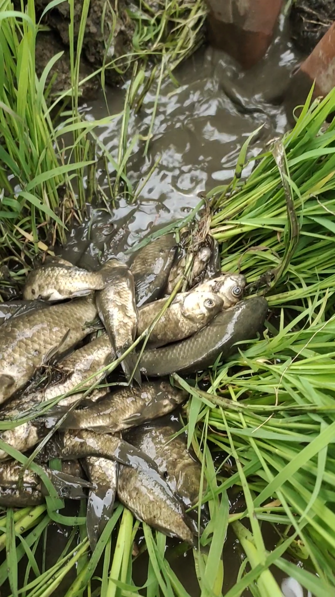 稻草下发现鱼窝