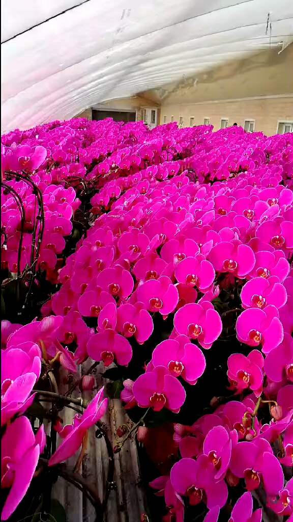 爱的魔力转圈圈#美美哒!