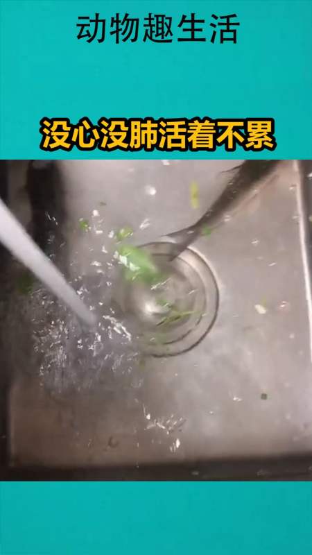 我要上热门#没心没肺活着不累