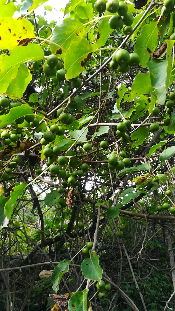 你们见过纯野生圆枣子吗