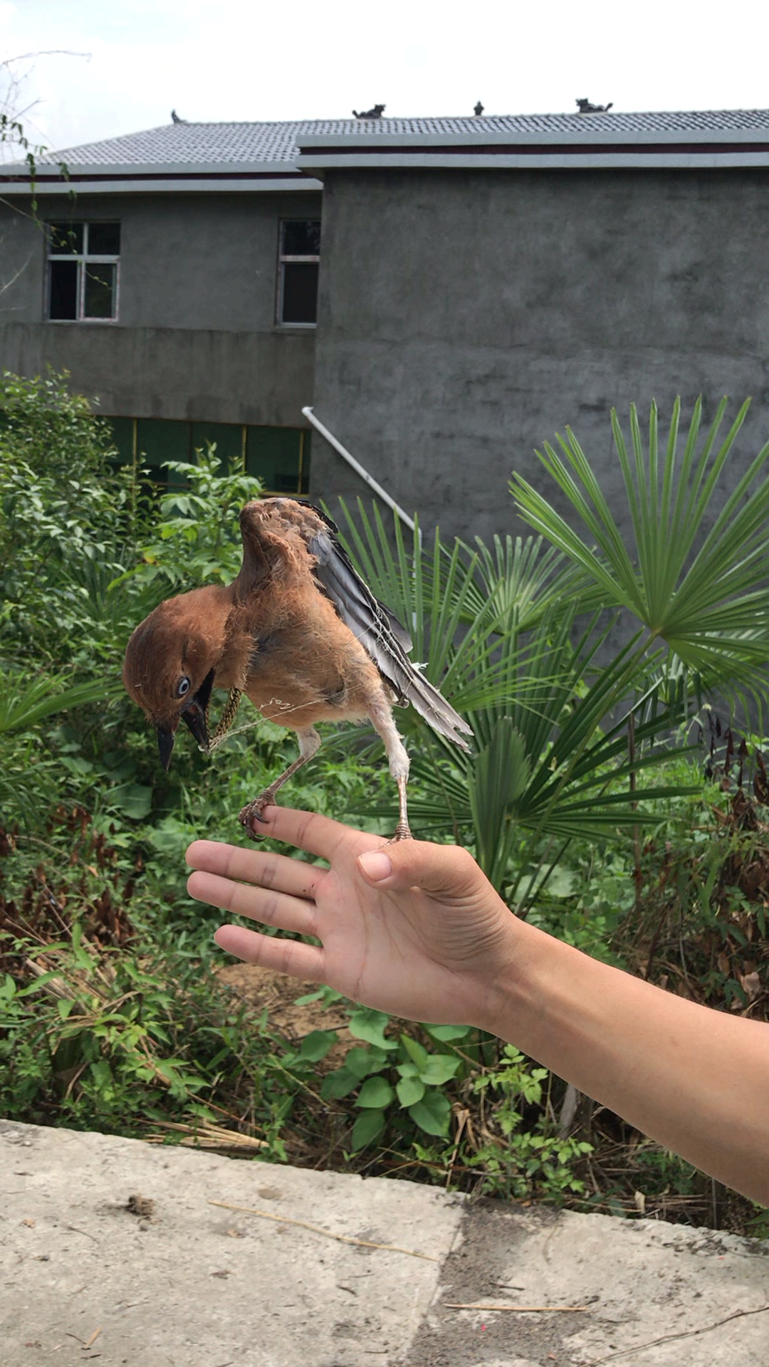 抓蜘蛛被蜘蛛网缠住了