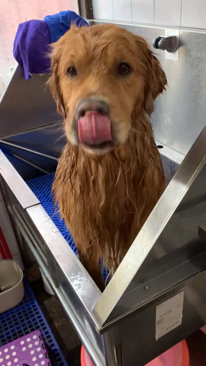 狗小声音……听过的举手