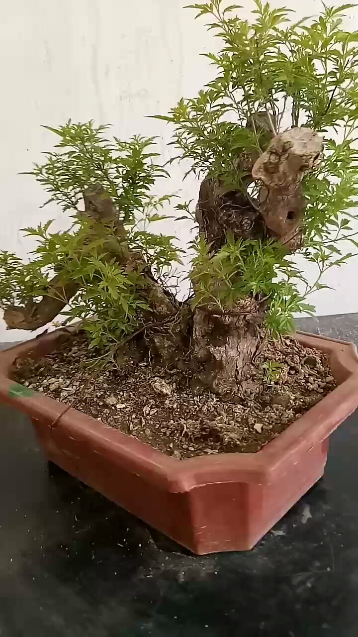 黄荆老桩