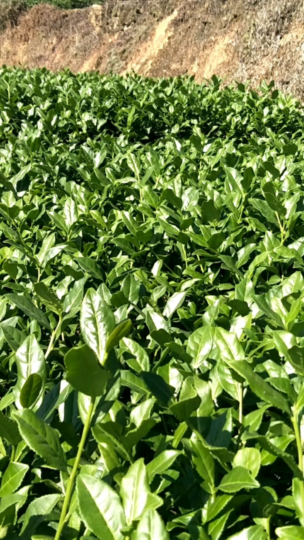 铁观音茶树,制成茶后三百一斤.