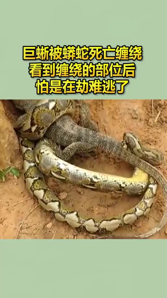 巨蜥被蟒蛇死亡缠绕它还能死里逃生吗