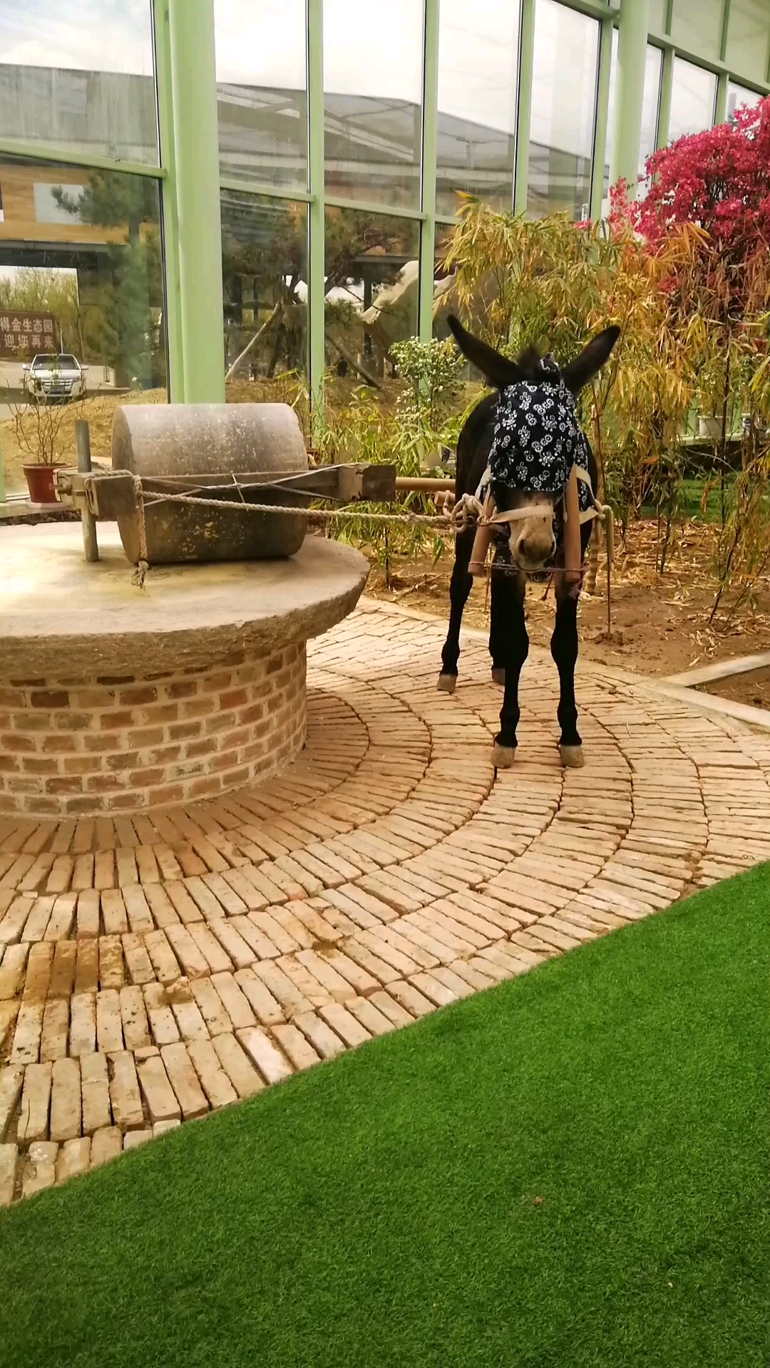 驴拉磨,生活在城市很少见