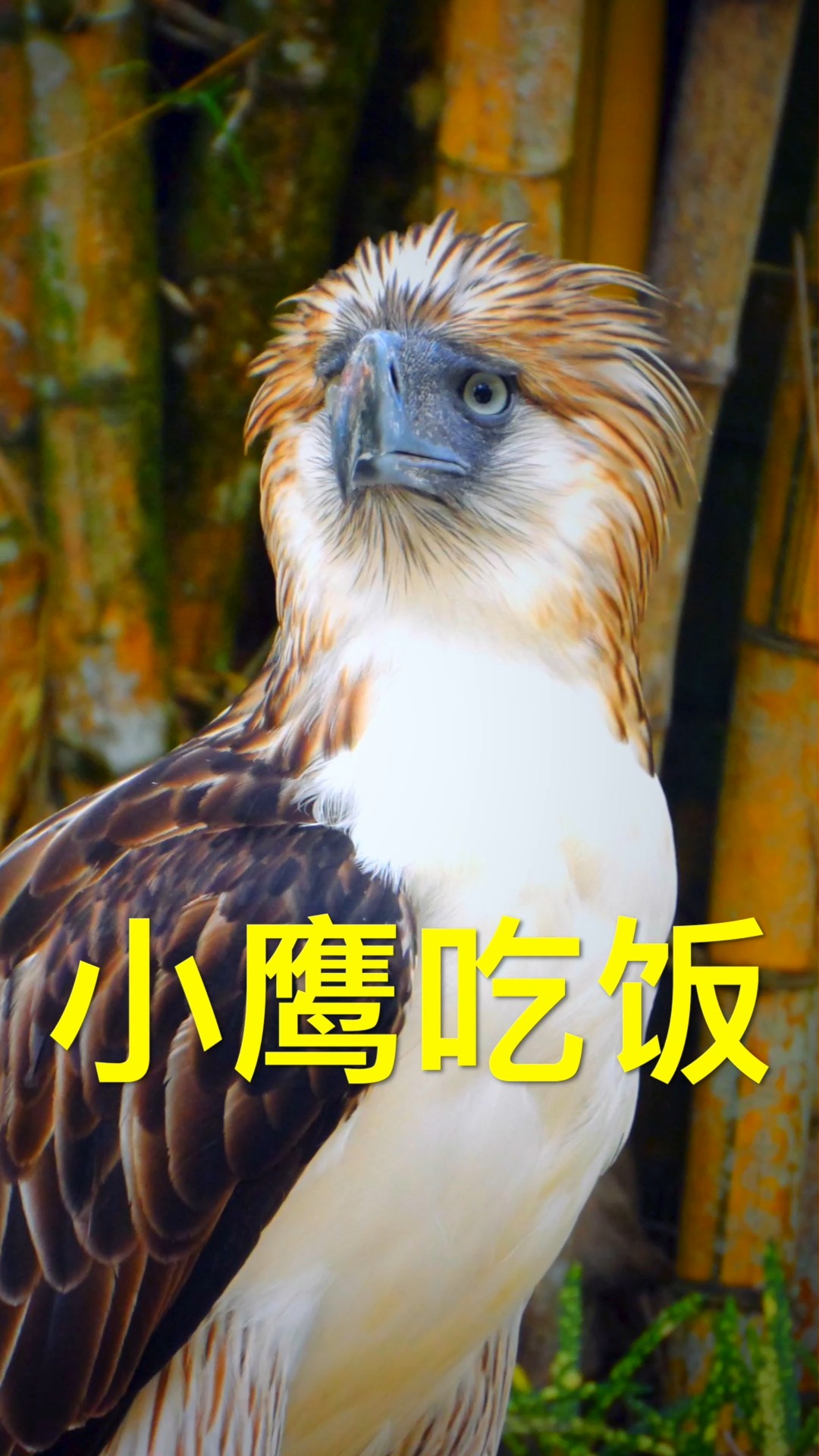 菲律宾鹰(食猿雕)是世界上体型最大的雕类之一,仅存不到500只