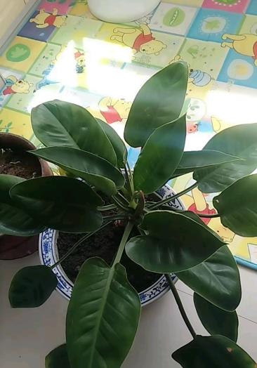 银钻集团业务办理咨询加薇33803110