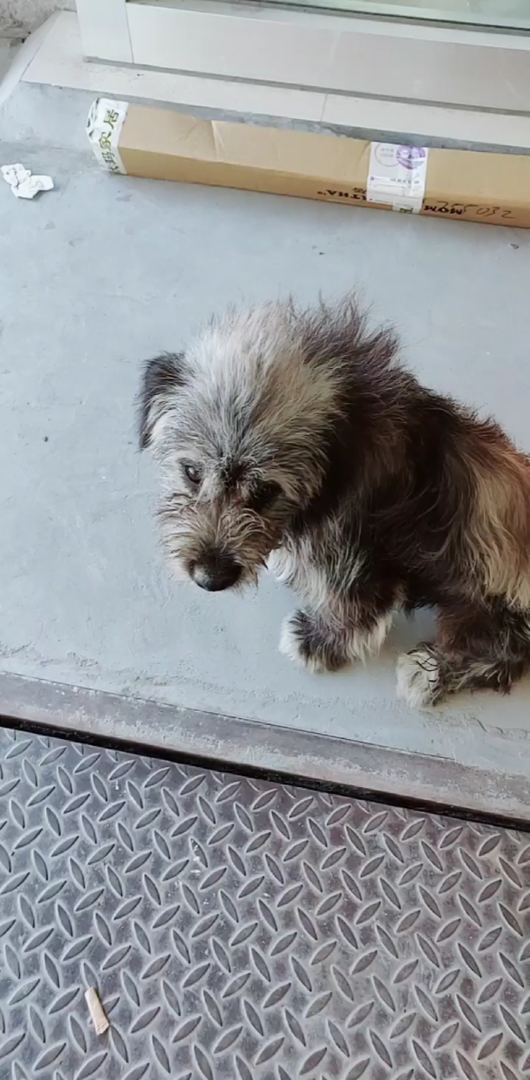 最美笑容征集#流浪狗,应该是杂交雪纳瑞,给了点吃的就不走了