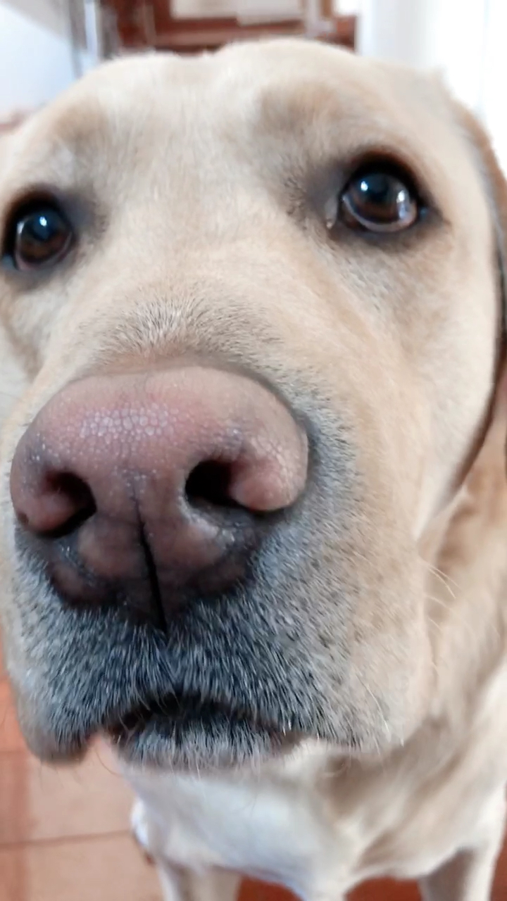 可爱的狗狗#会说话的狗