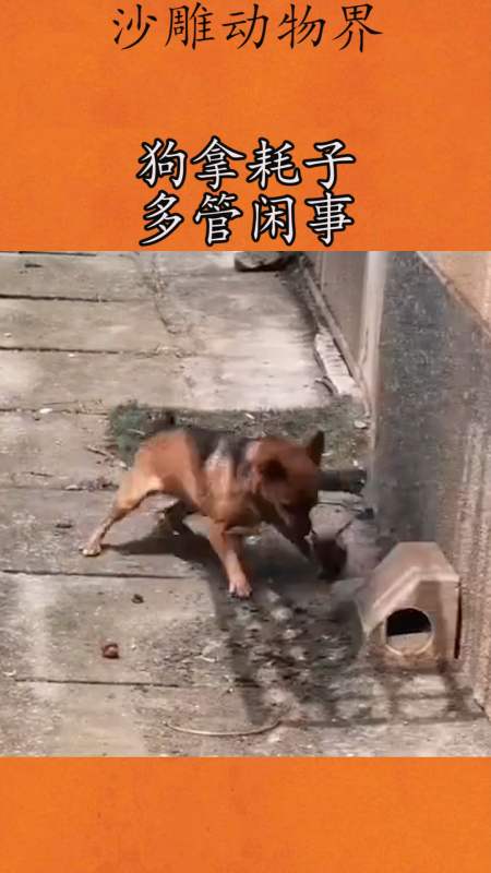 我要上熱門#狗拿耗子多管閒事