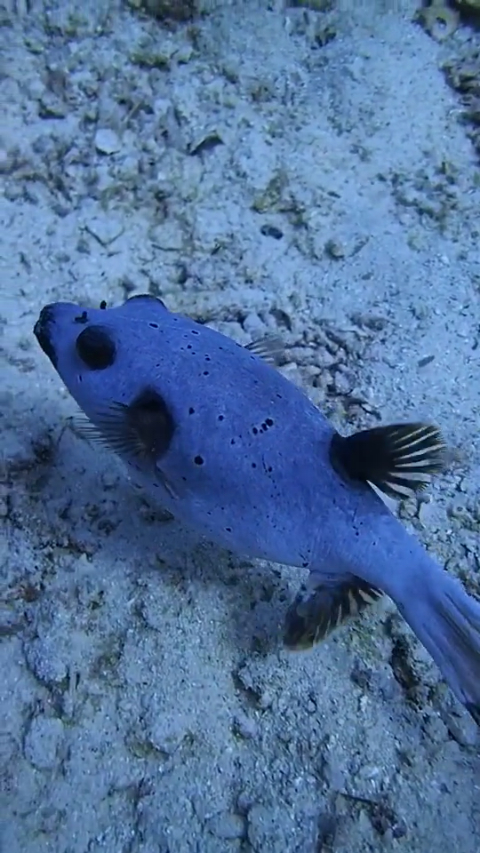 学名:黑斑叉鼻鲀.俗称狗头鱼,污点河鲀,黑点狗头.皮肤上没有鳞片