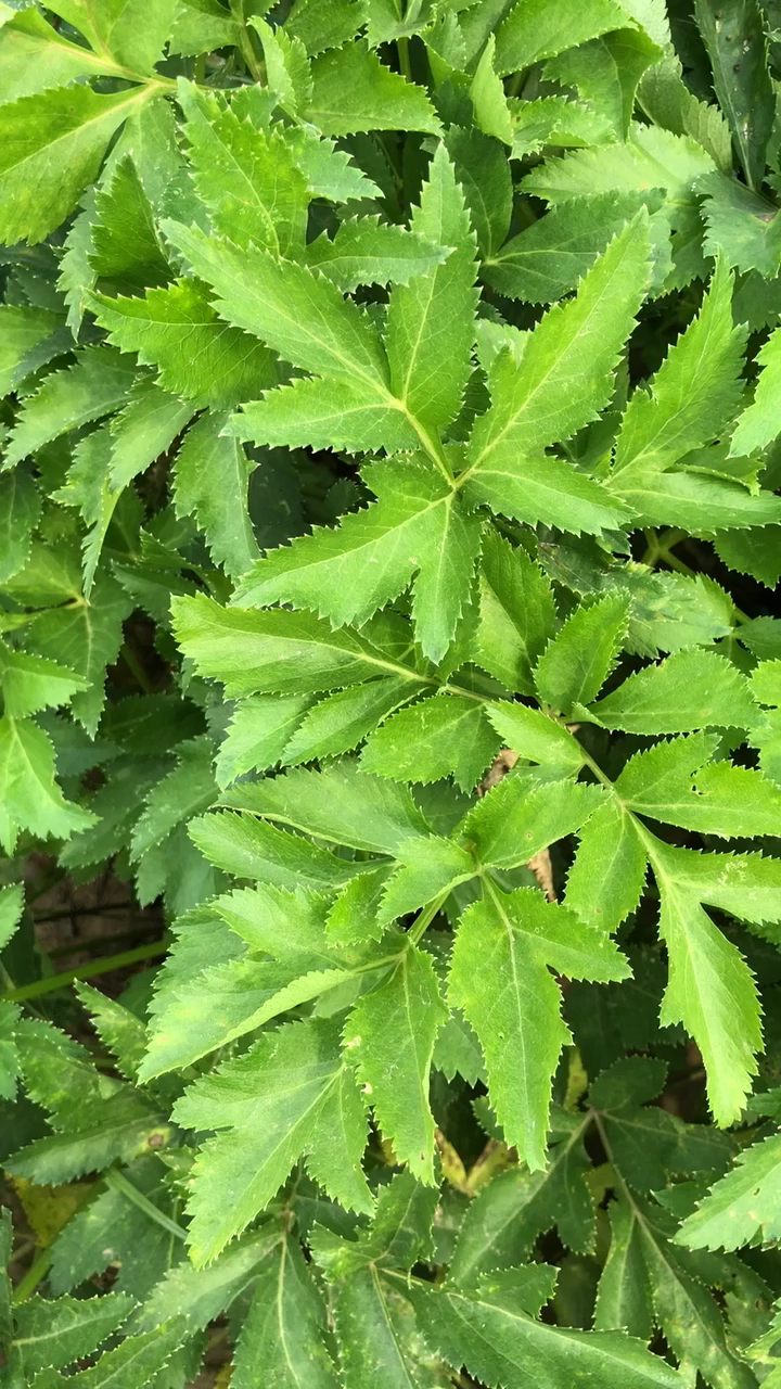 中药材种植基地白芷