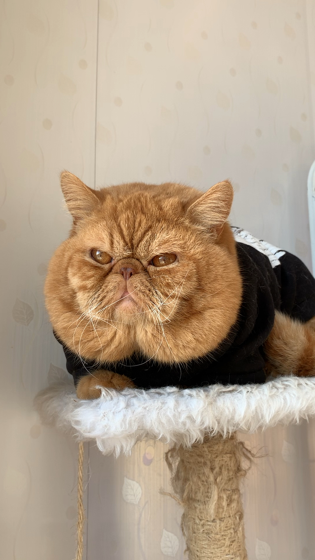 大脸盘子加菲猫