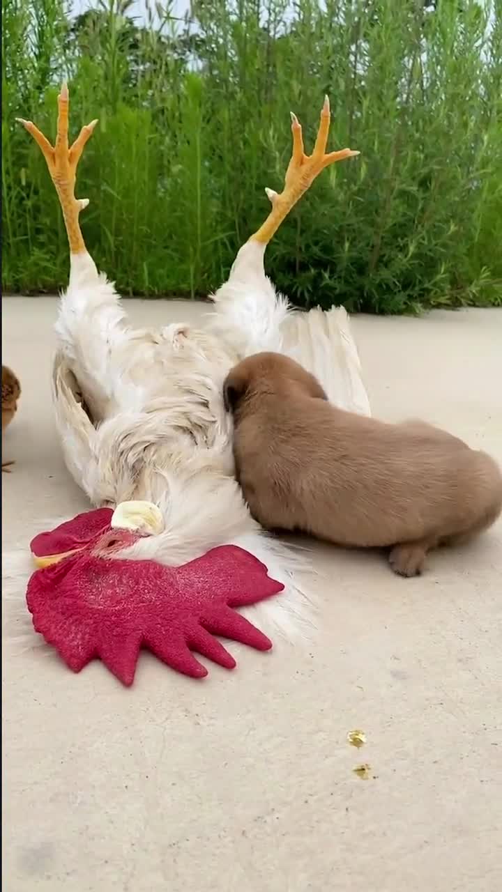 大公鸡四脚朝天的睡觉