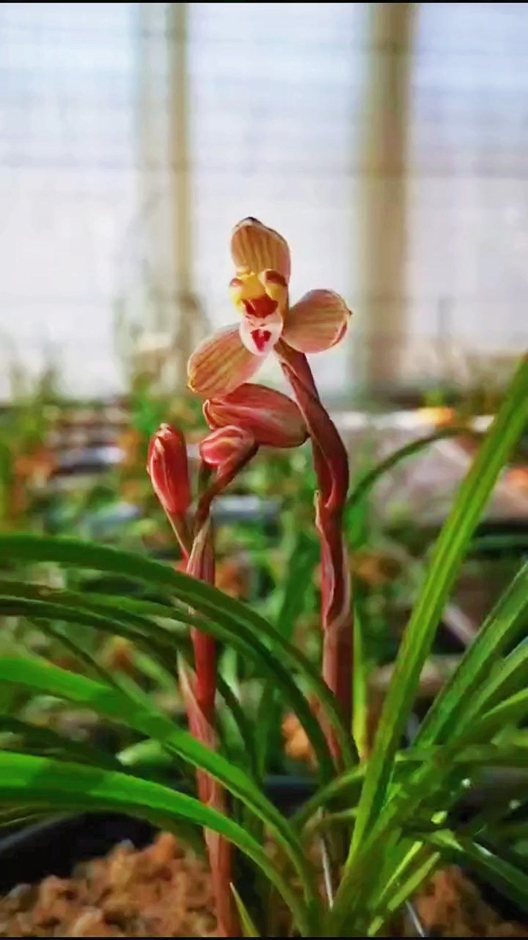 兰花#滇梅为莲瓣兰五朵金花之一,对春化要求不高,在福建南靖本地夷苘