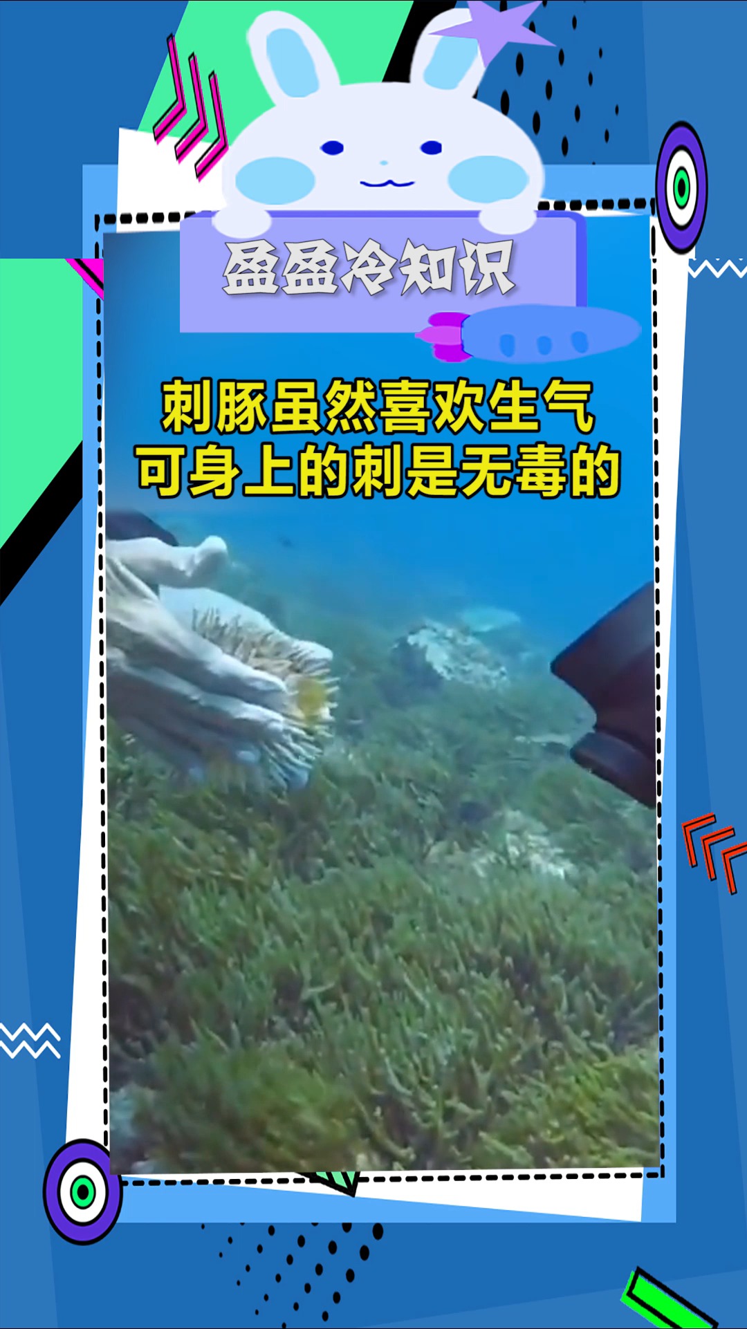 奇趣#刺豚虽然喜欢生气,可身上的刺是无毒的,这回长见识了!