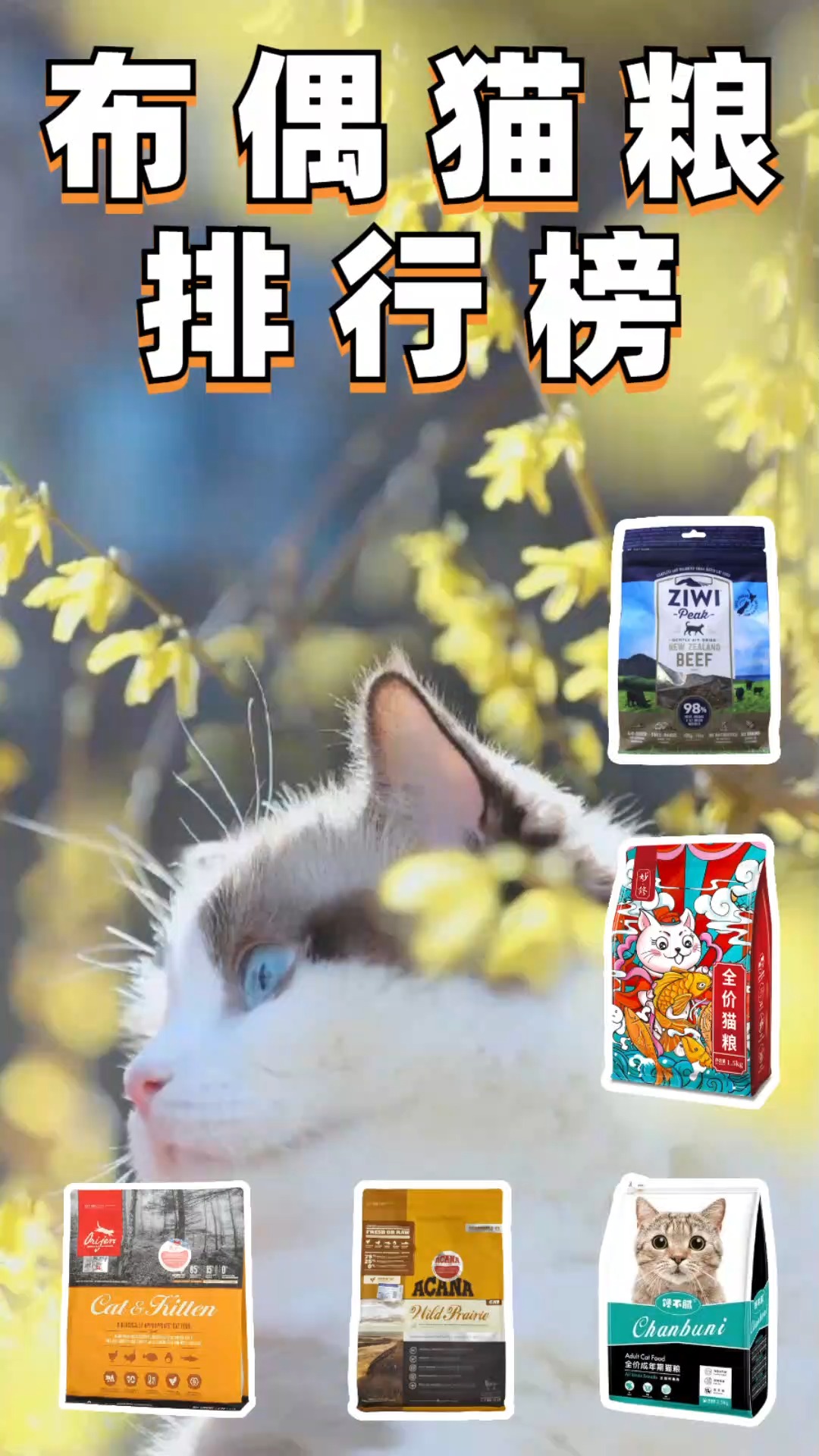 布偶猫#布偶猫粮排行榜,优质猫粮推荐!