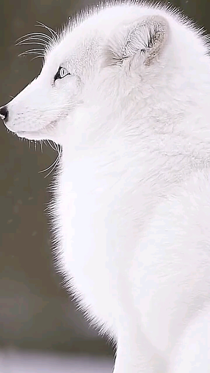 爱了爱了,好可爱的小白狐!