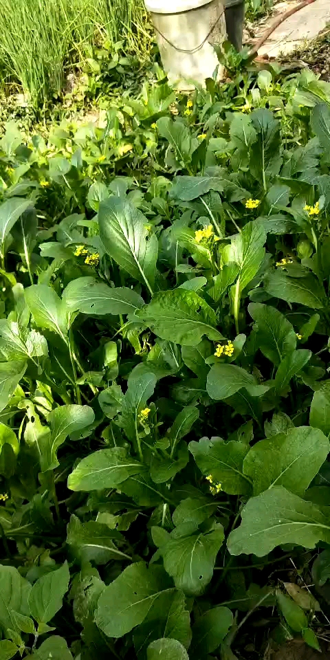 自家菜园的菜心,无公害绿色食品