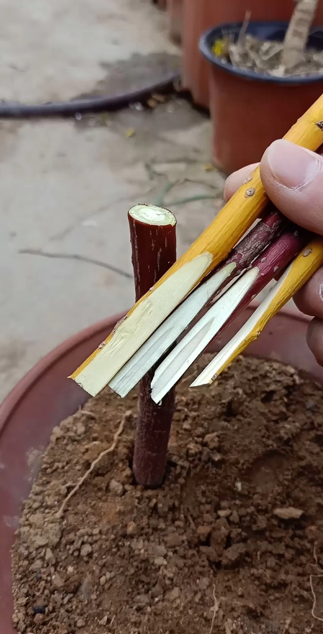 嫁接高手#劈接高手,注意细节成活率高达百分之百,你学会了吗?