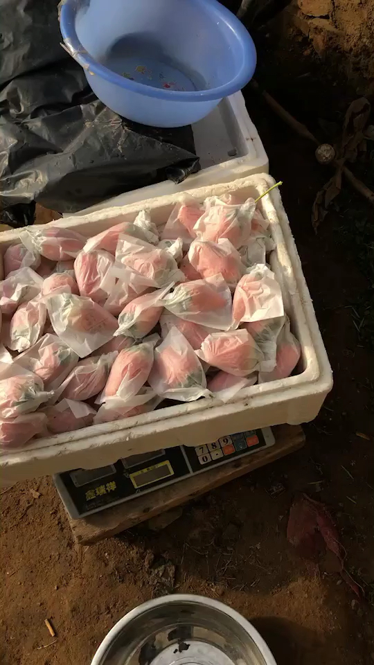 2019,立个新年flag#套袋草莓大卖