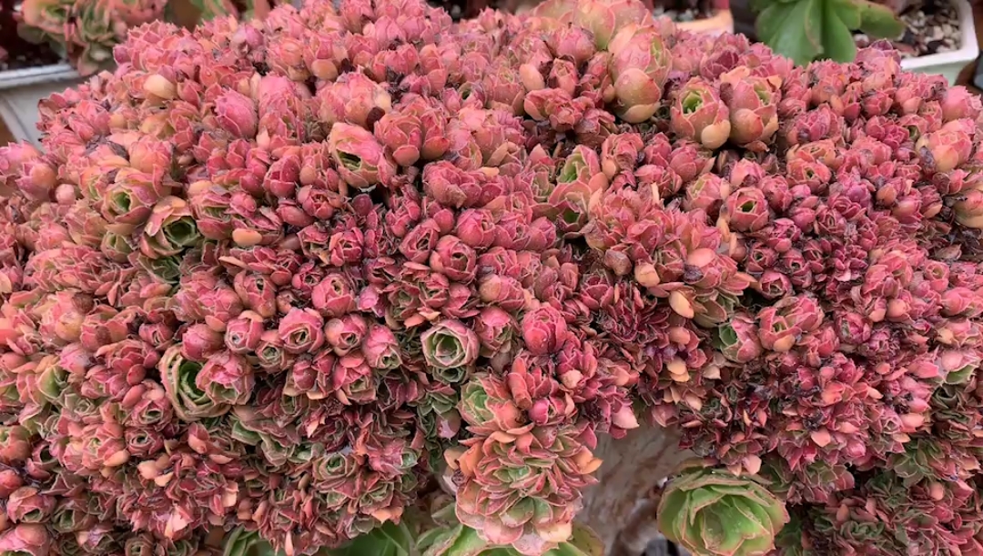 法师老桩朵朵缀