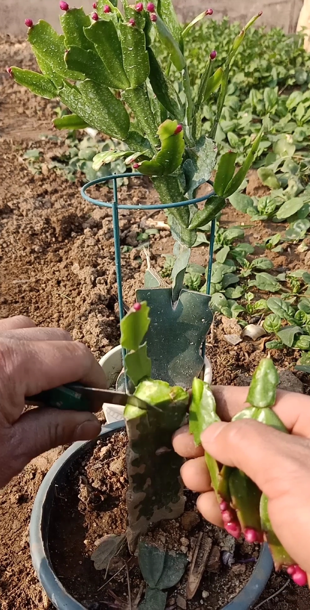 嫁接技术#火龙果嫁接蟹爪兰技术,成活率极高