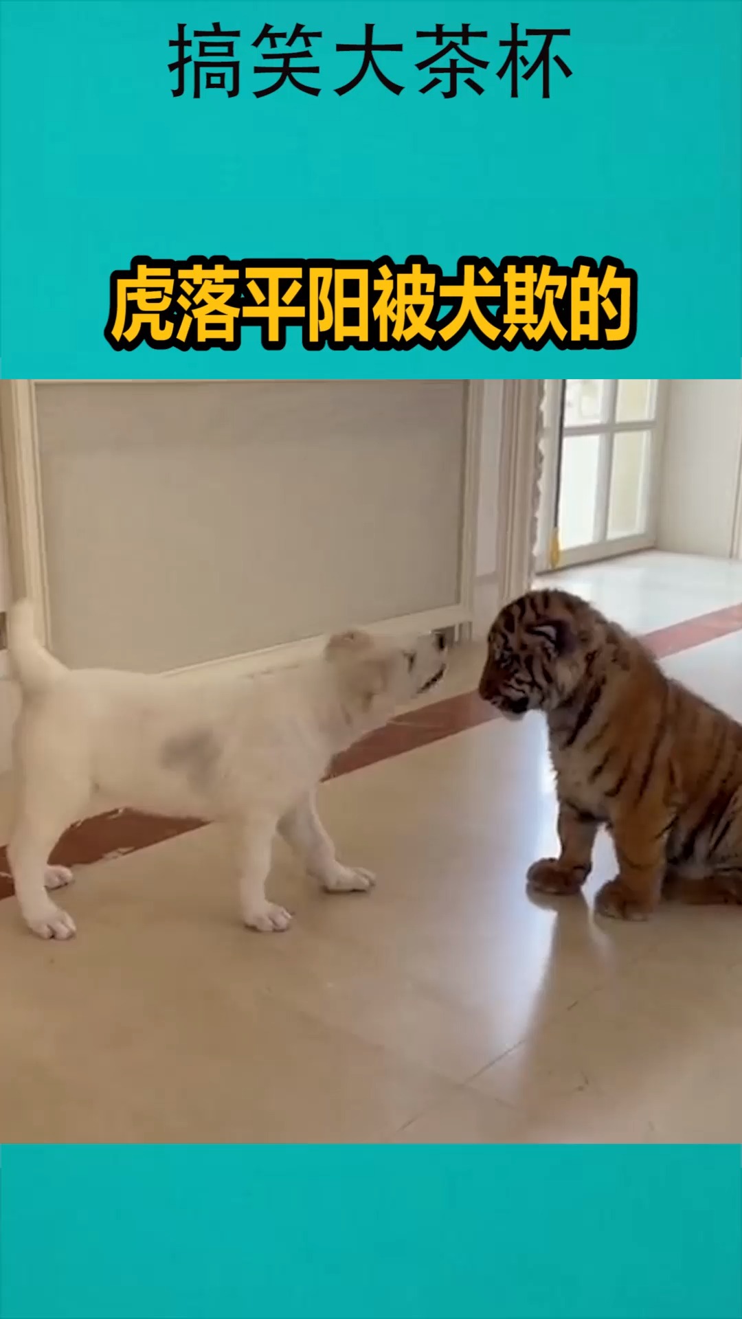 我要上热门#虎落平阳被犬欺