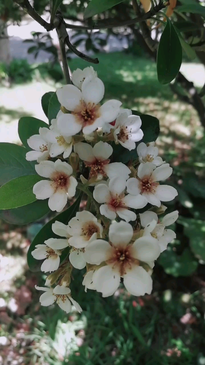 漂亮的石斑木花