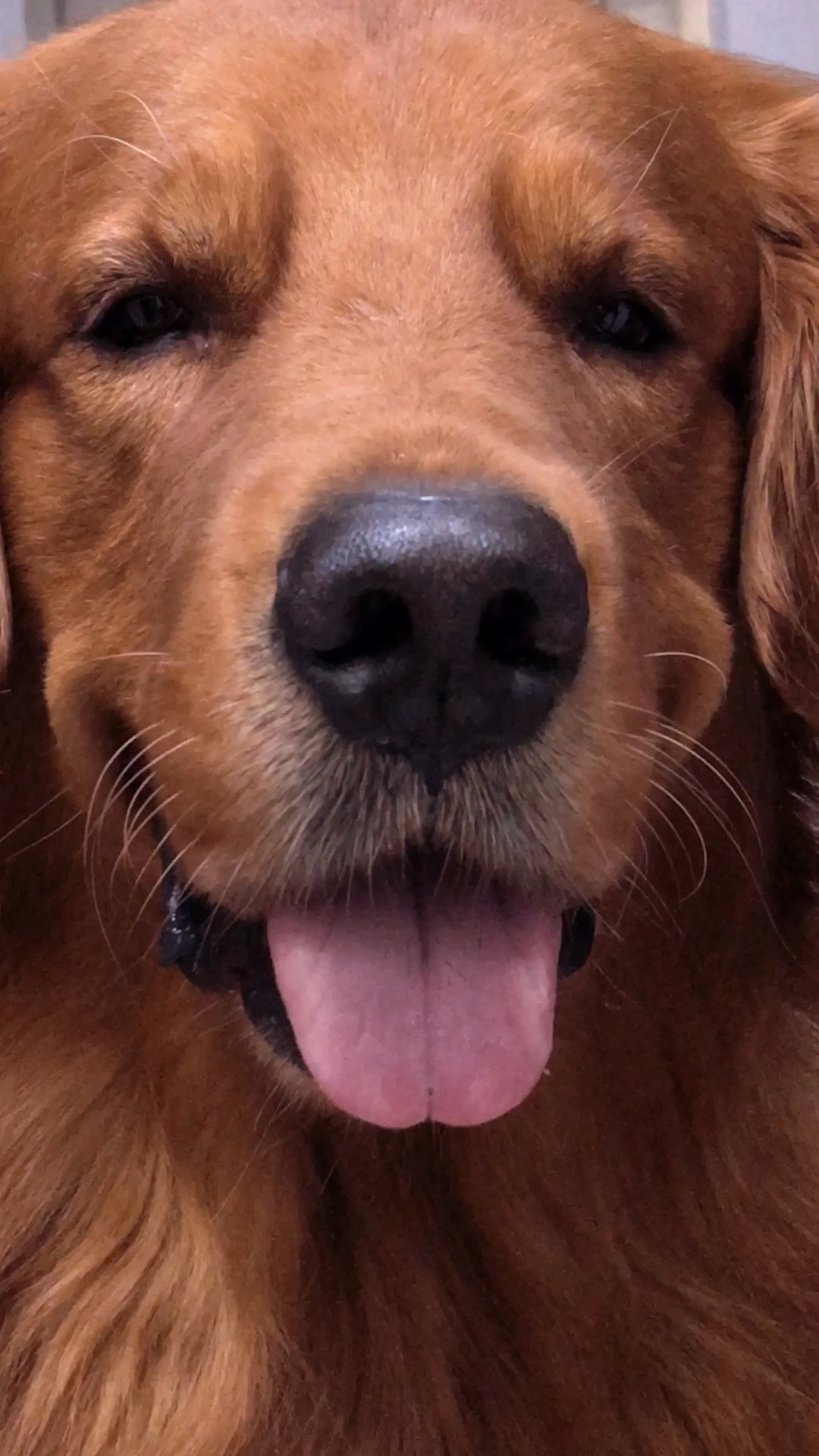 别的金毛都是大眼睛双眼皮,你咋是个小眼睛呢