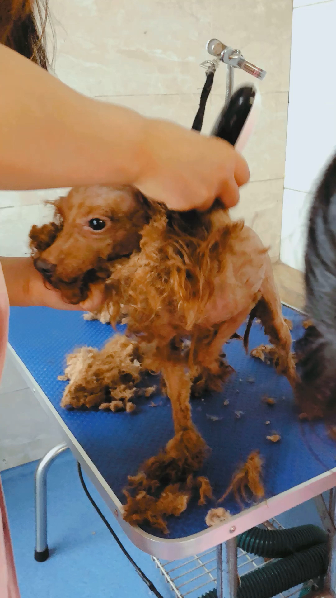 一年没剪毛的泰迪,你知道有多恐怖吗,全身的毛都打结了!