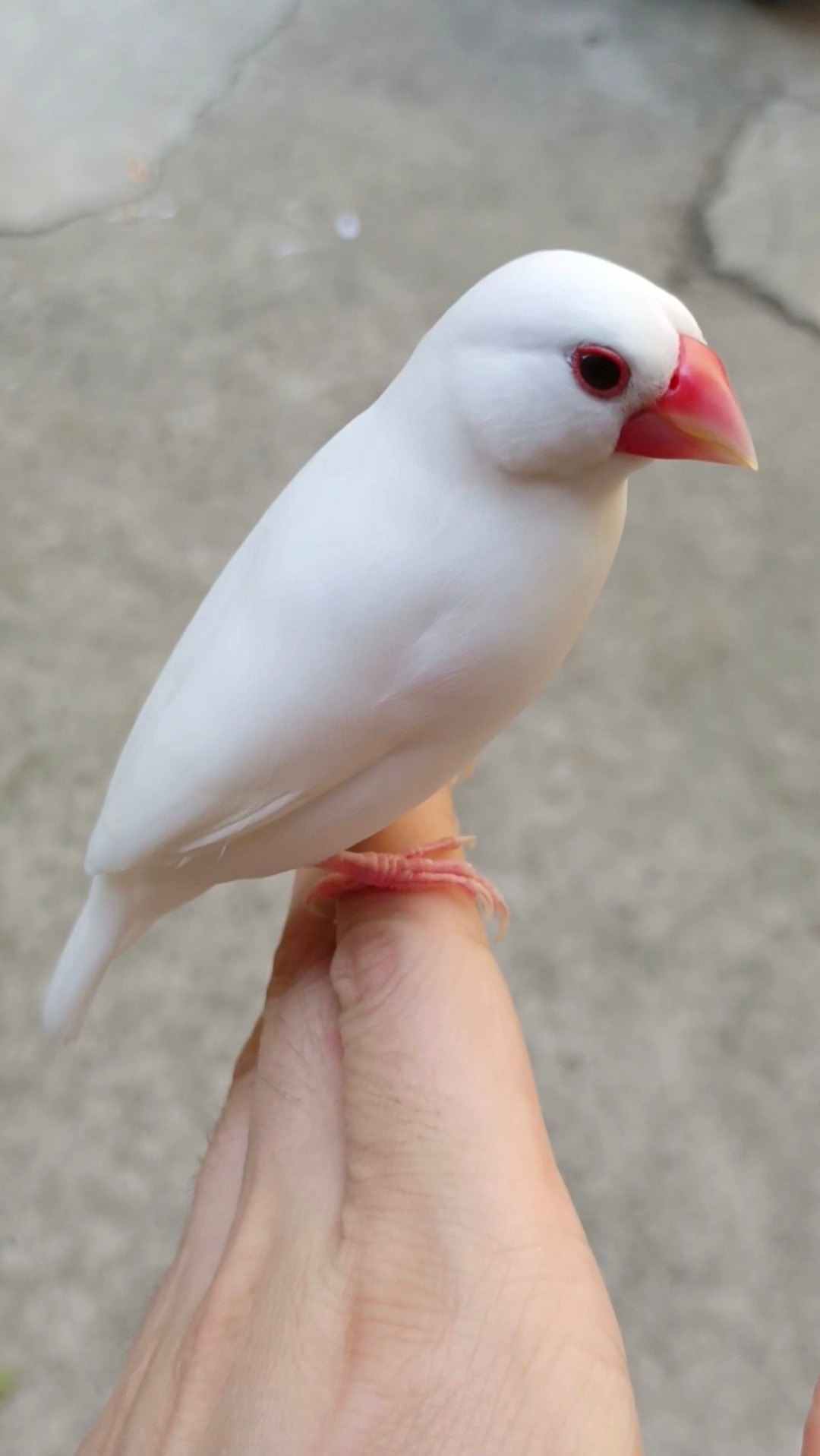 随叫随到的文鸟,特别黏人,你心动了吗