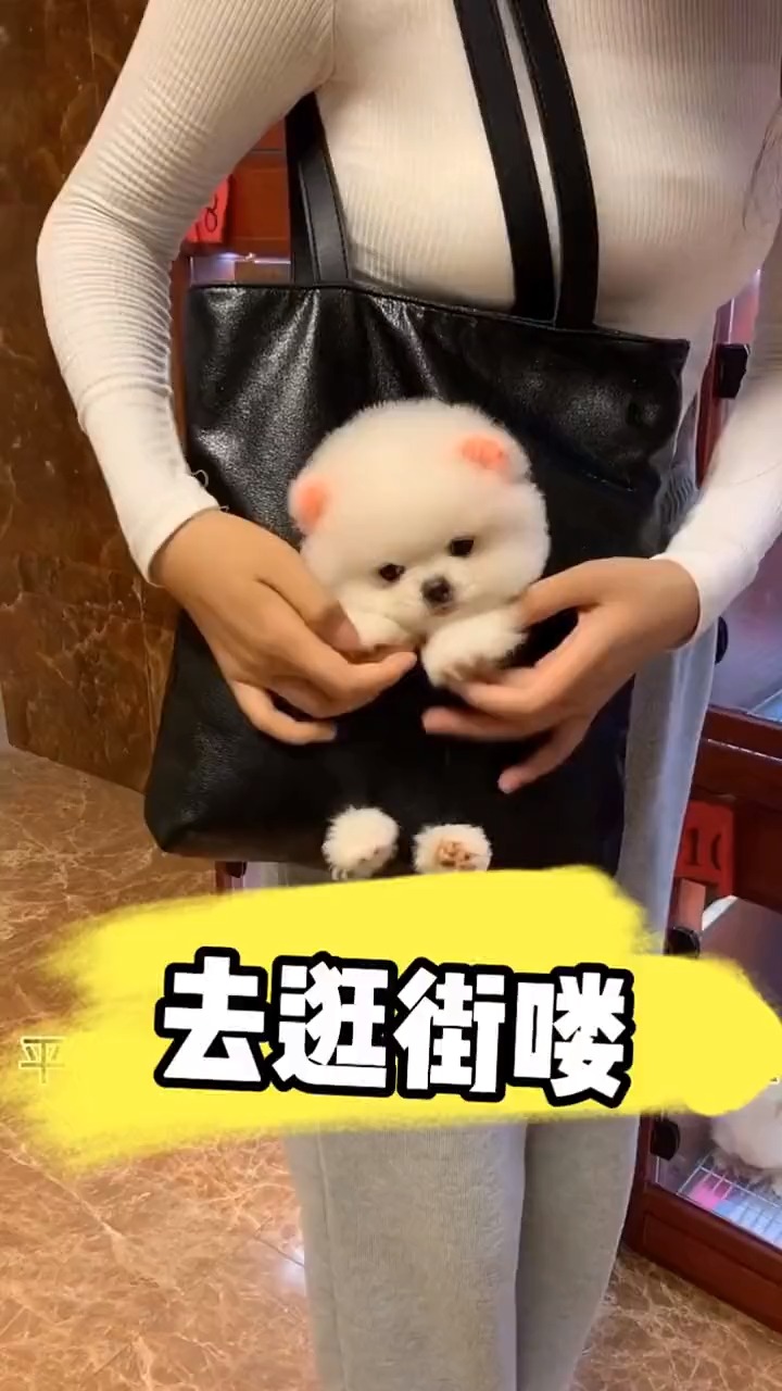 我家萌宠成精了#可以揣兜里的狗狗