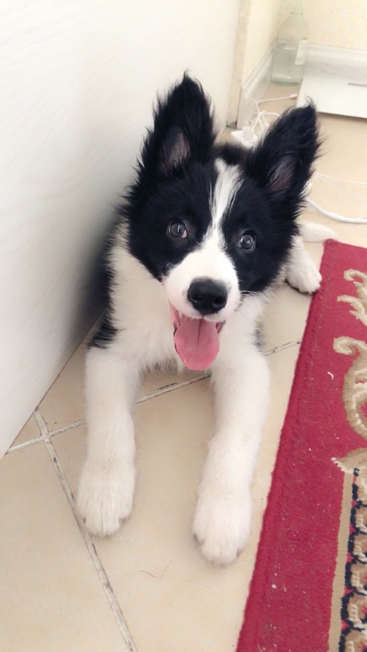 为啥我家的边牧是立耳捏