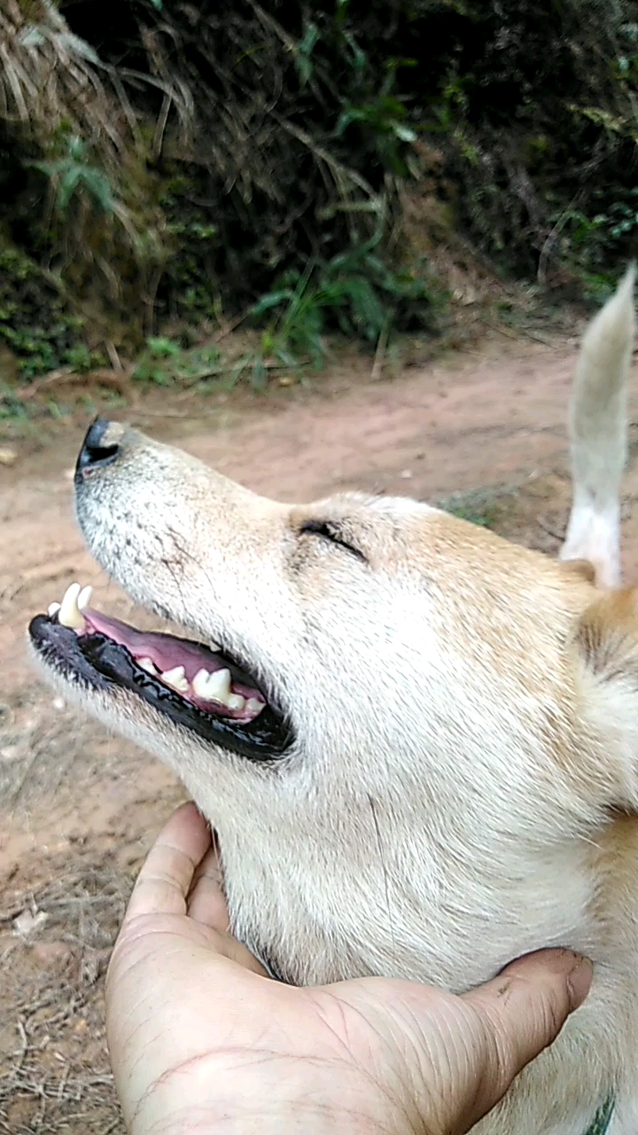 白狗黄头身带印