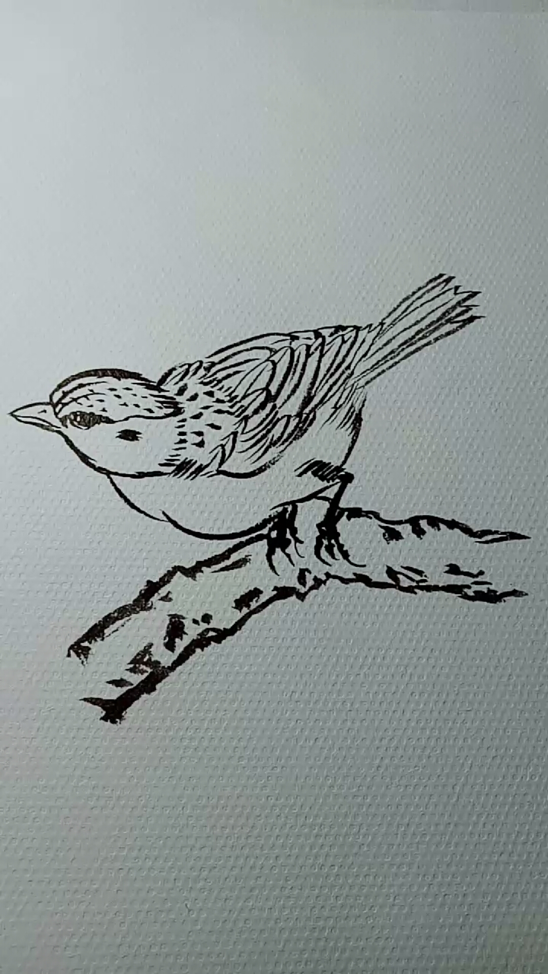 一看就会的白描画#麻雀画法教学过程