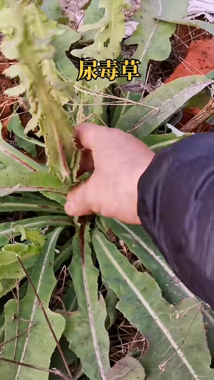 1月12日关注大家了解更多植物尿毒草