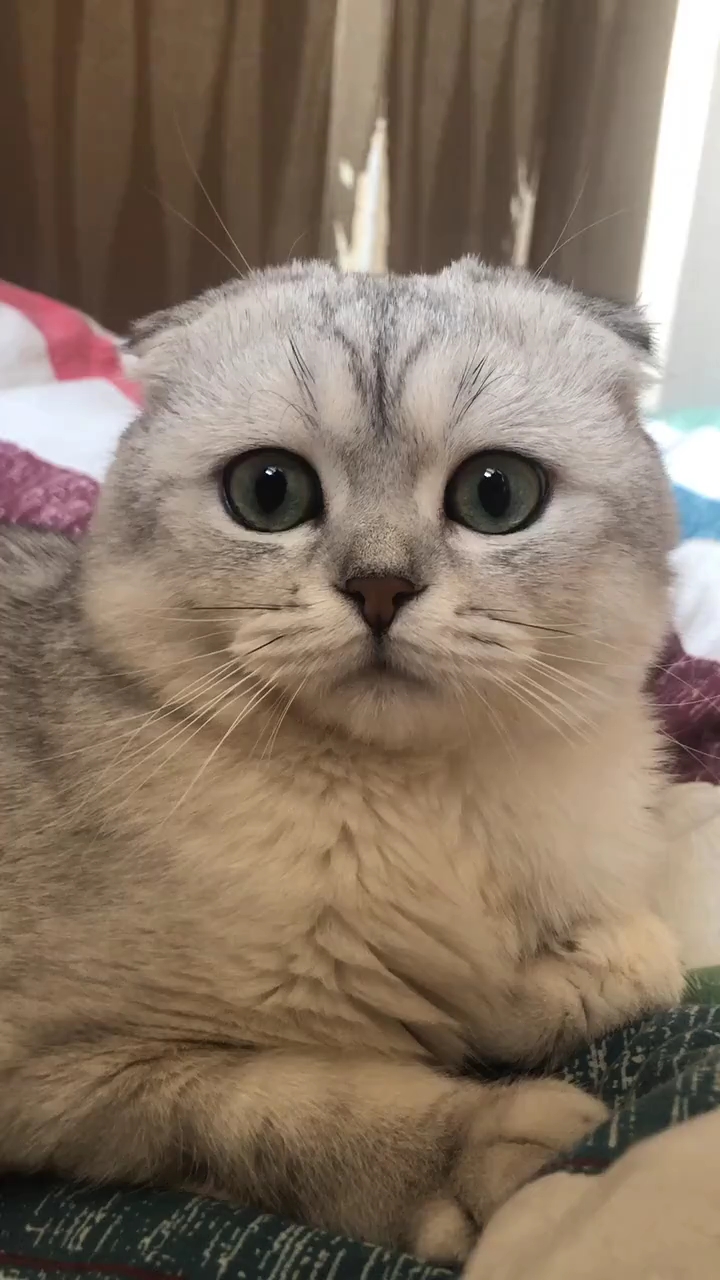 这只猫没有耳朵