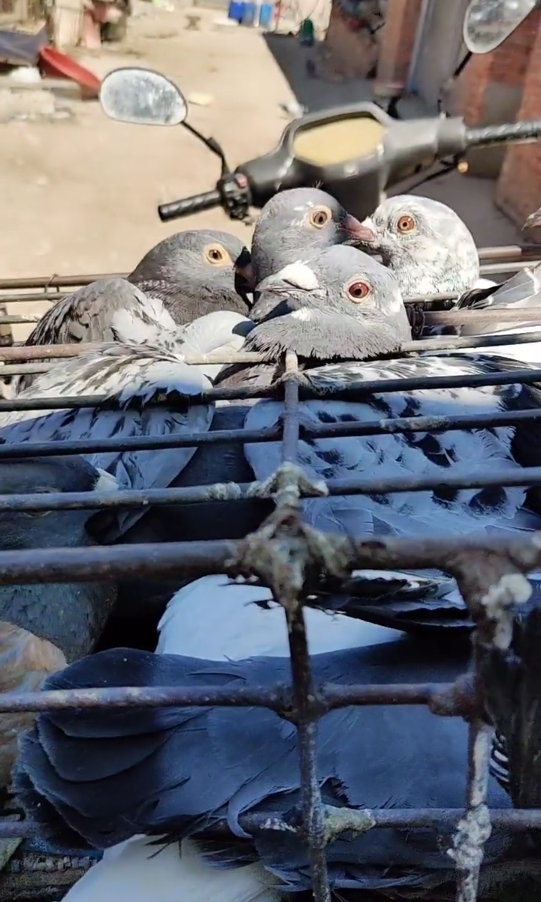 鸽贩乡下收来的淘汰的鸽子,小眼神好无助!
