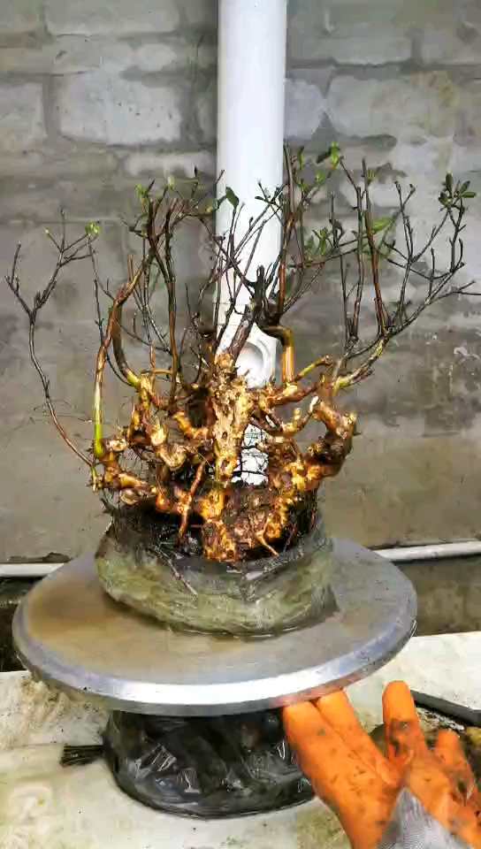 映山红精品小老桩